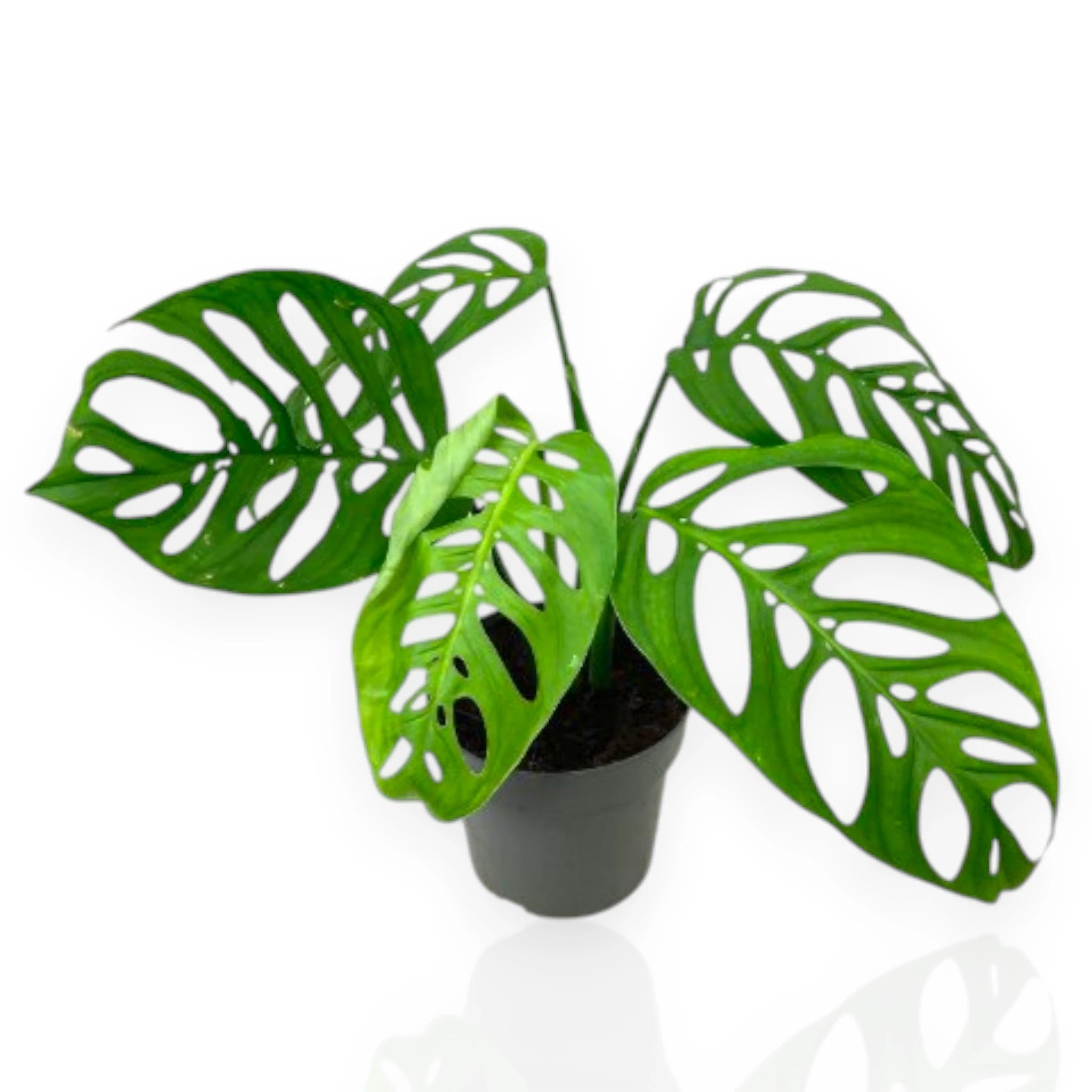 Philodendron Esqueleto in vaso con foglie fenestrate verdi in ambiente moderno da interno