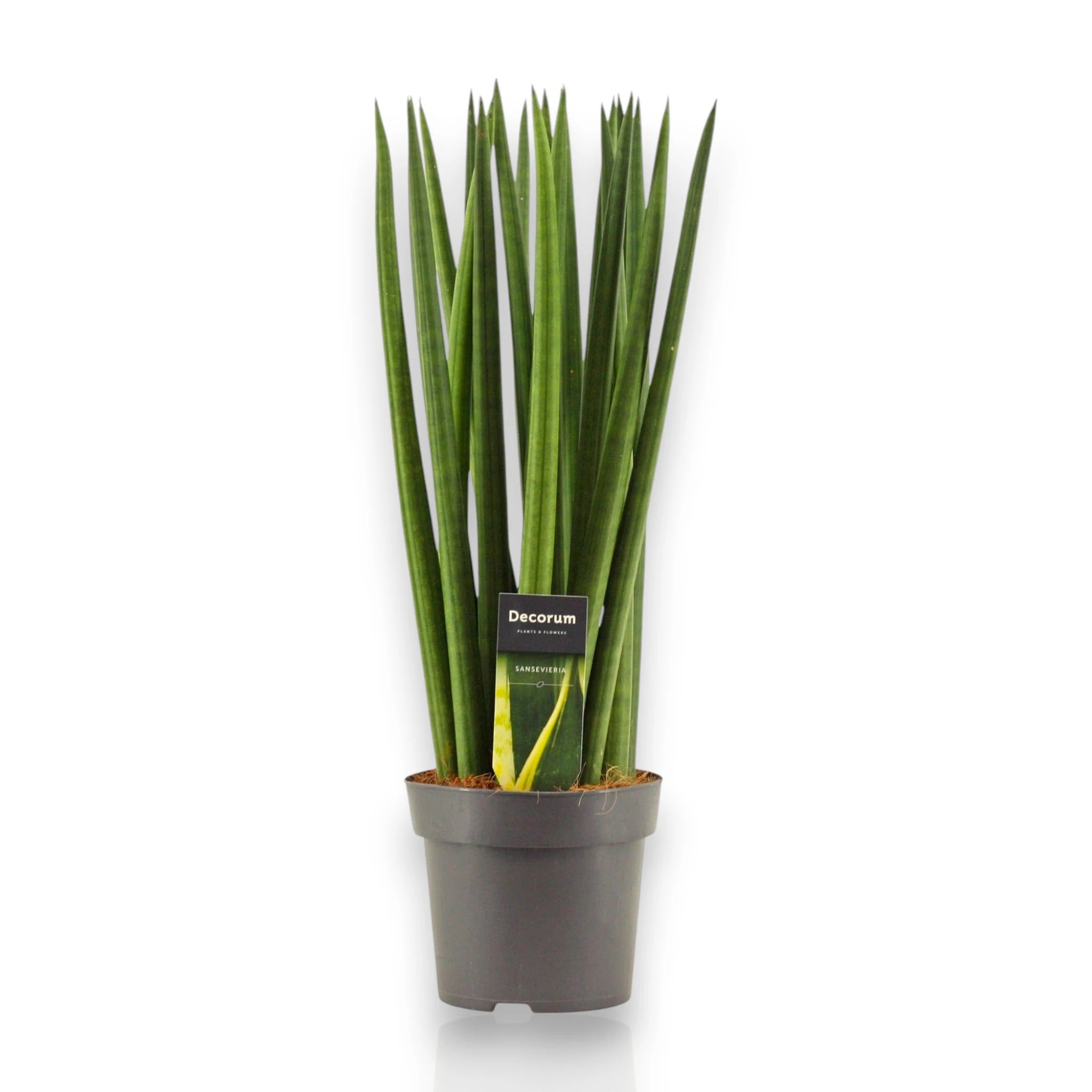 Sansevieria cylindrica 'Spaghetti'