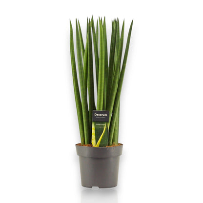 Sansevieria cylindrica 'Spaghetti'