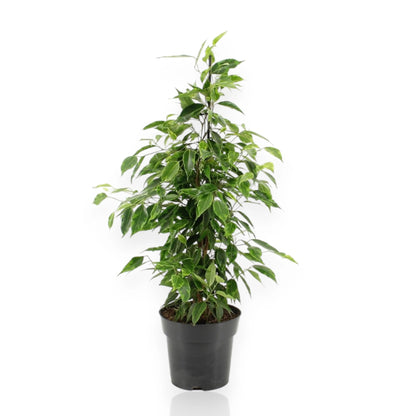 Ficus benjamina 'Anastasia' con foglie variegate bianco-verdi in vaso, pianta da interno decorativa