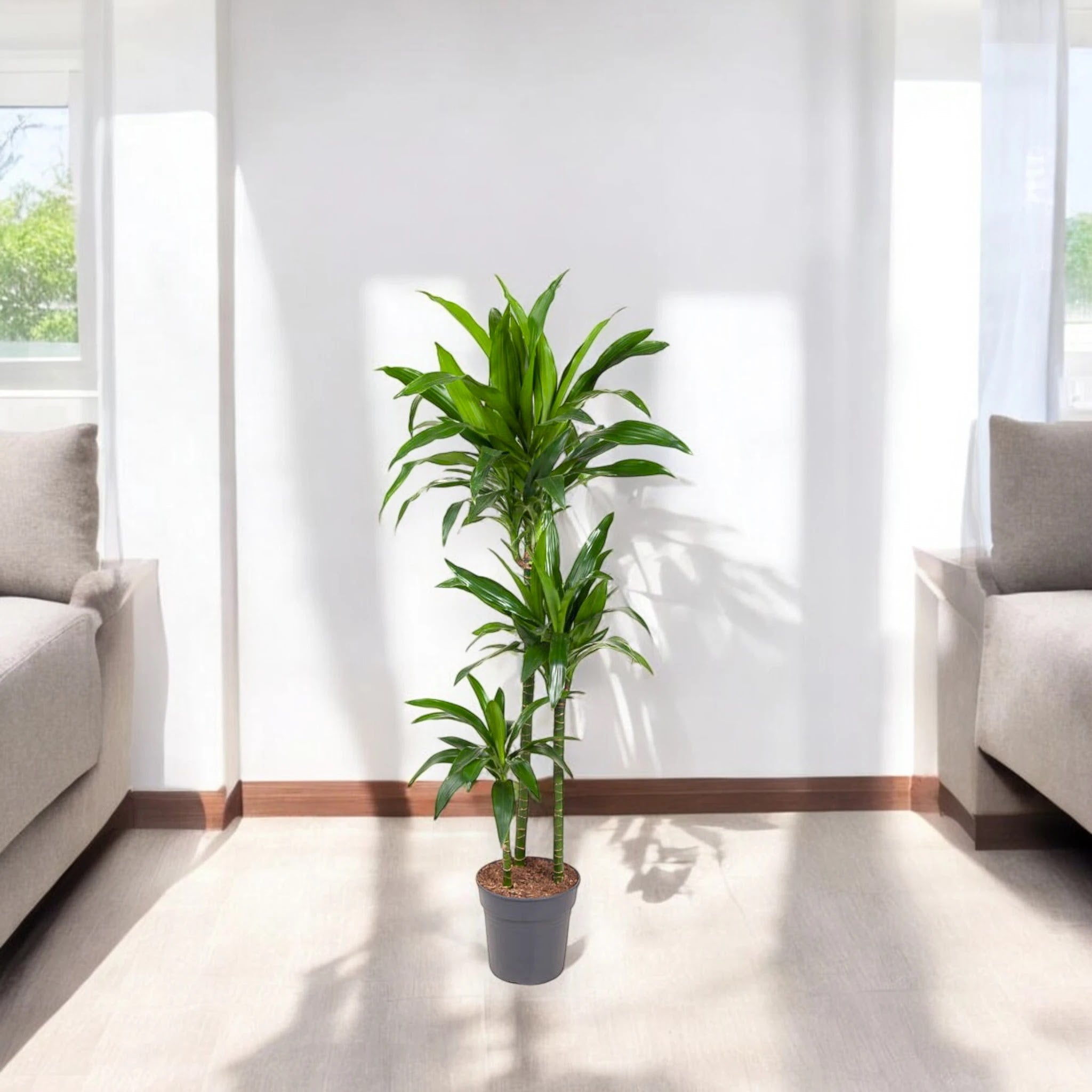 Dracaena fragrans 'Janet craig'