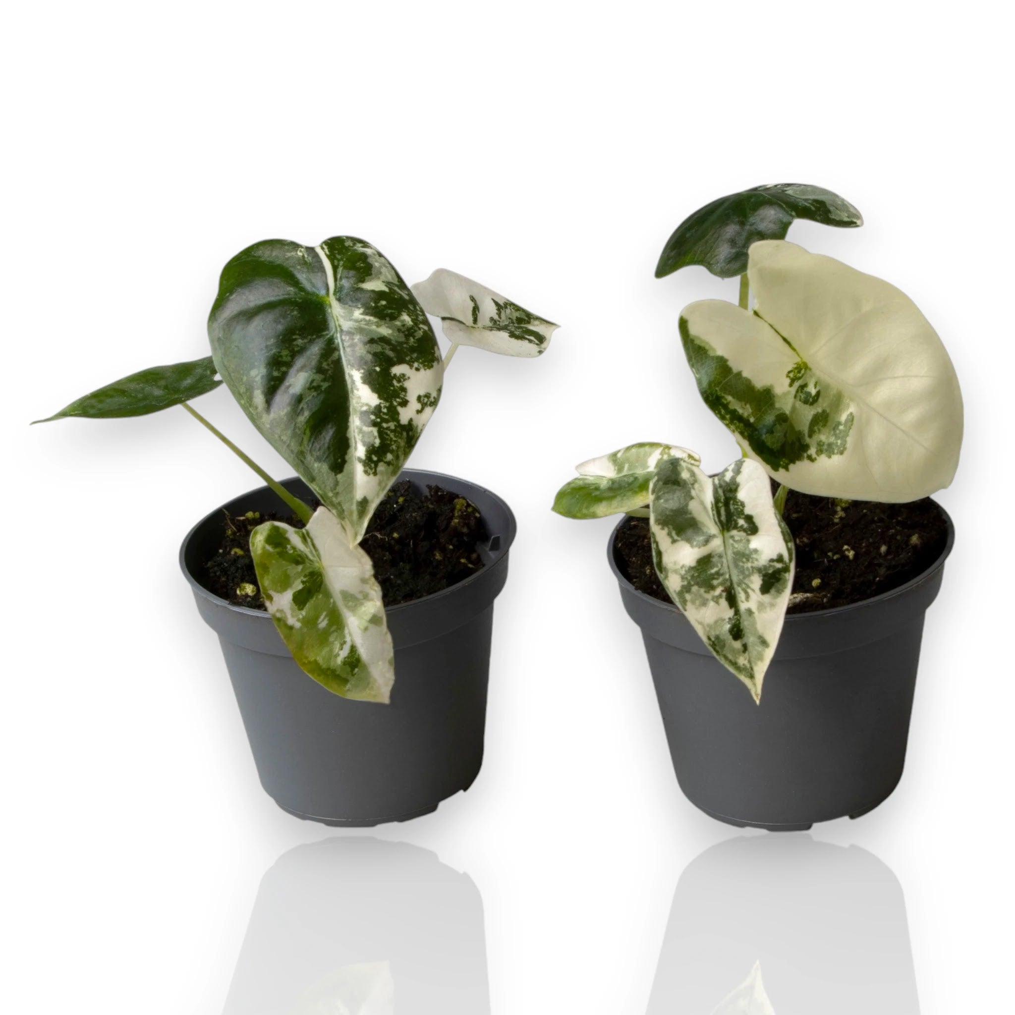 Alocasia variegata