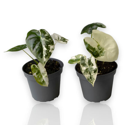 Alocasia variegata