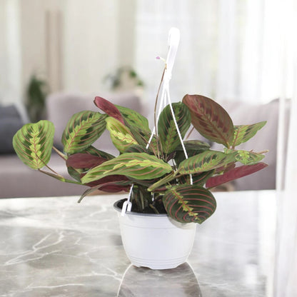 Maranta leuconeura 'Fascinator'