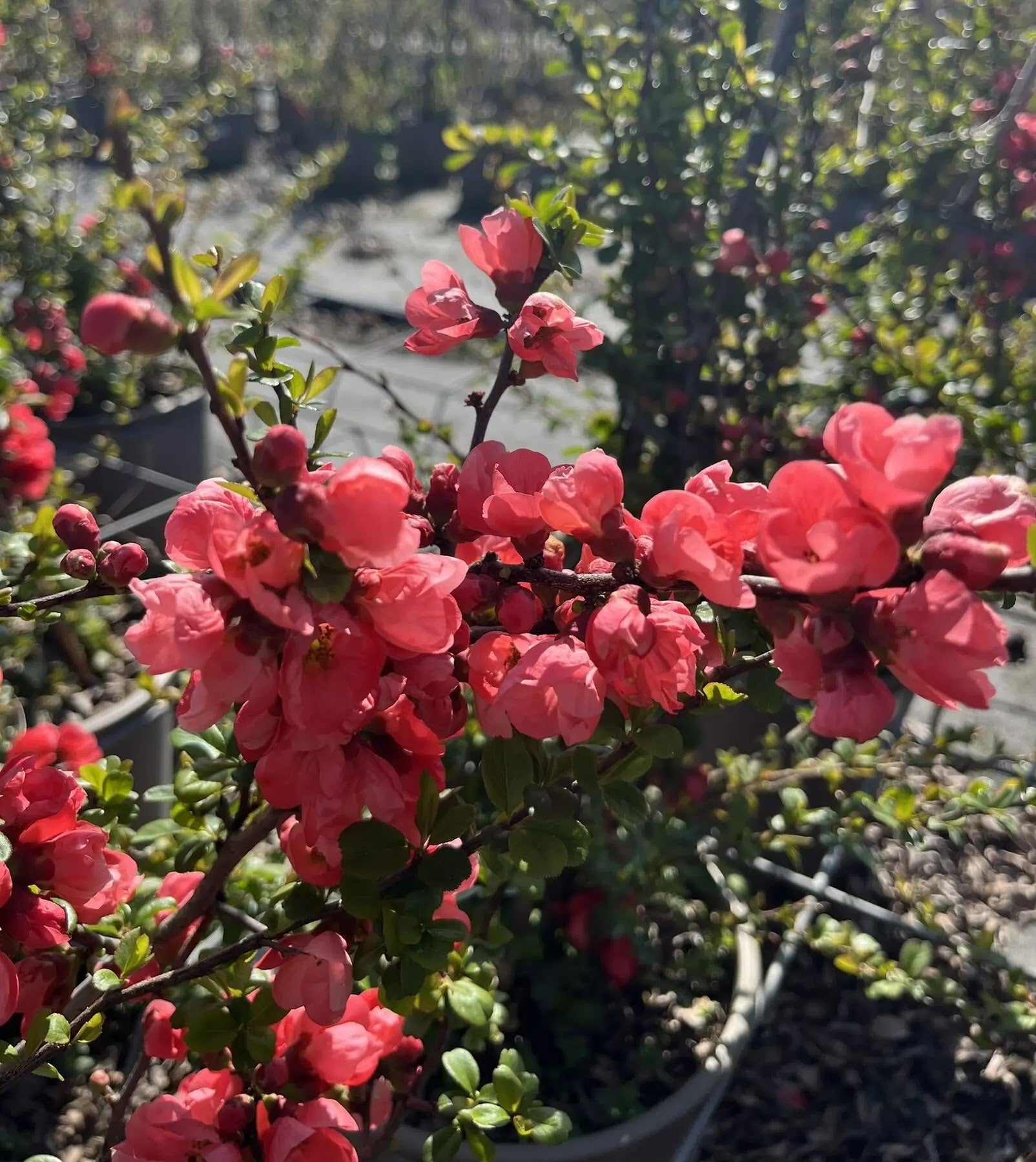 Fior di Pesco - Chaenomeles 'Superba Pink Lady'