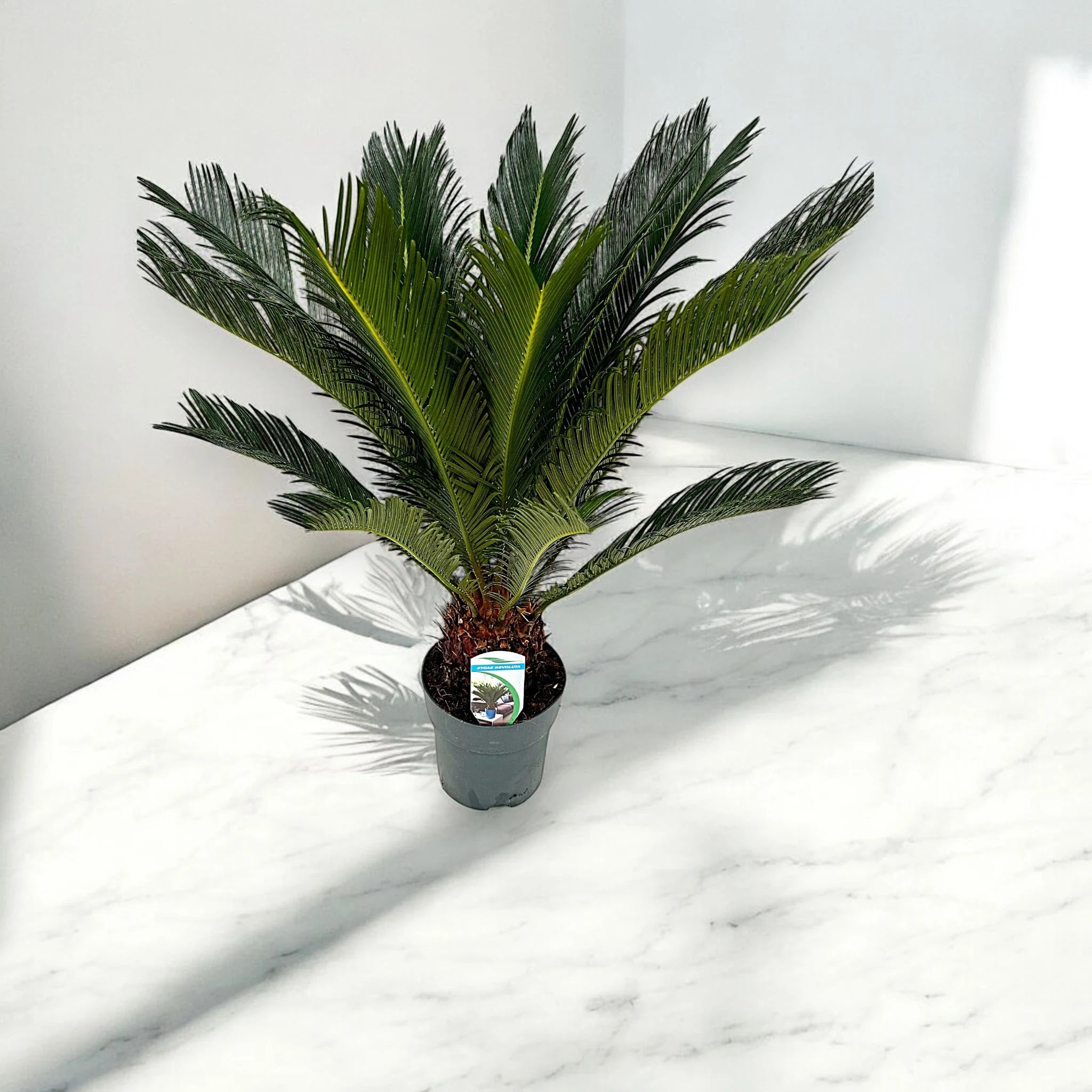 Cycas revoluta