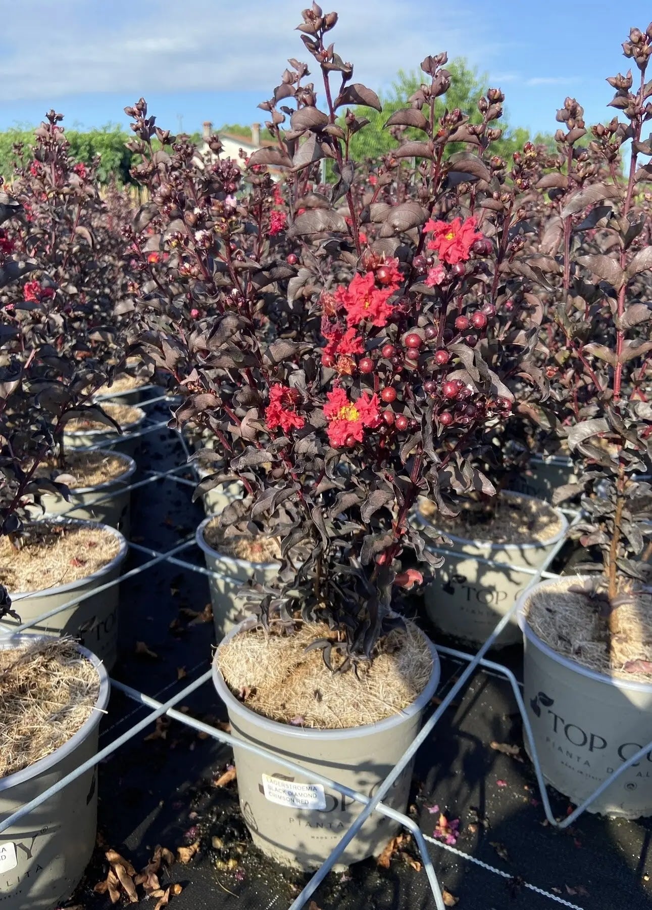 Dettaglio fiori crespi rosso porpora di Lagerstroemia indica Black Solitaire Crimson Red