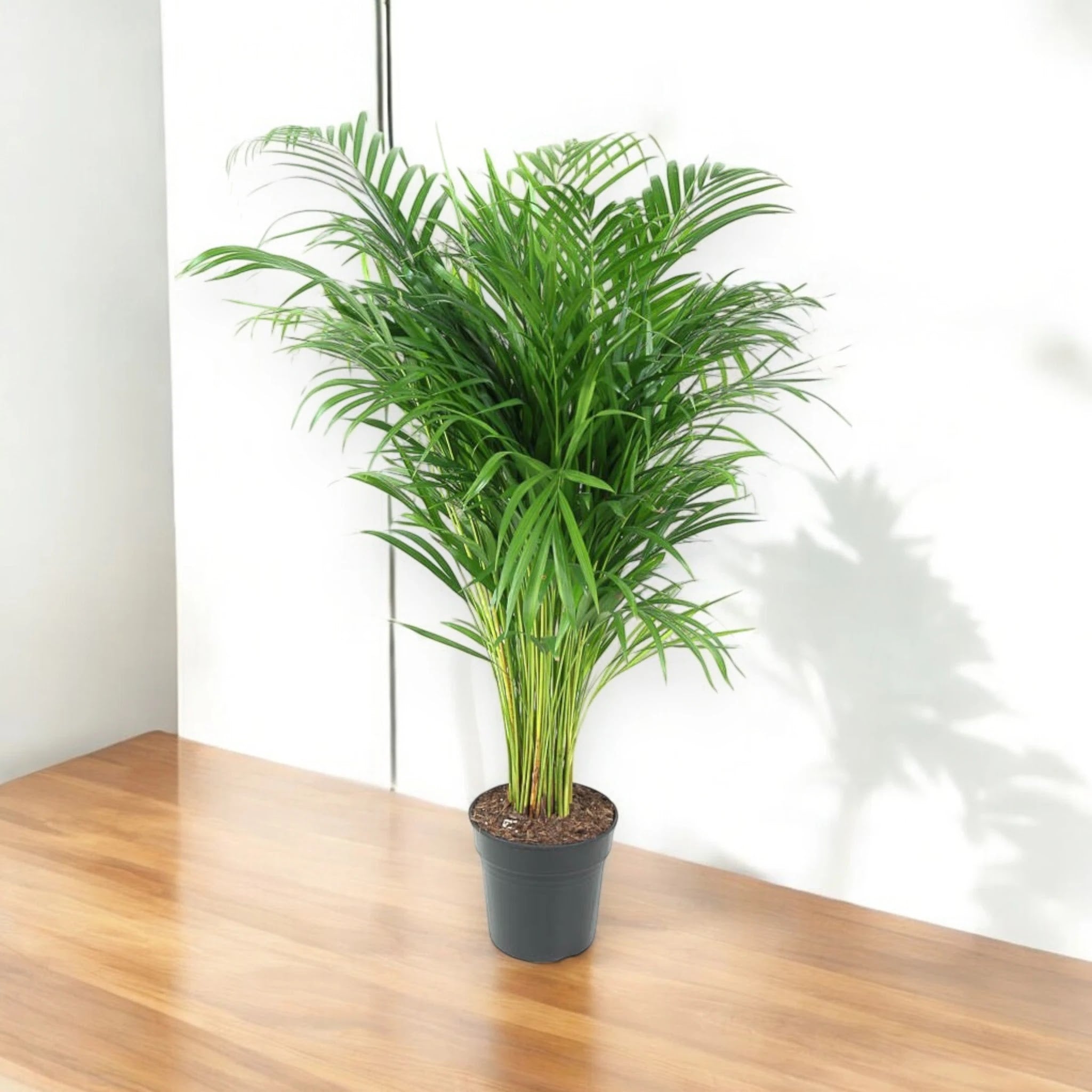 Areca - Dypsis lutescens