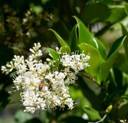 Ligustro - Ligustrum texanum