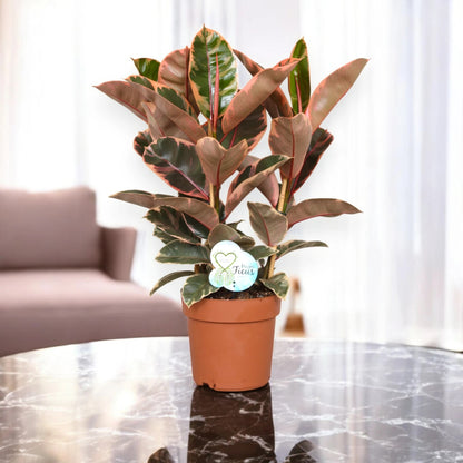 Ficus elastica 'Belize'