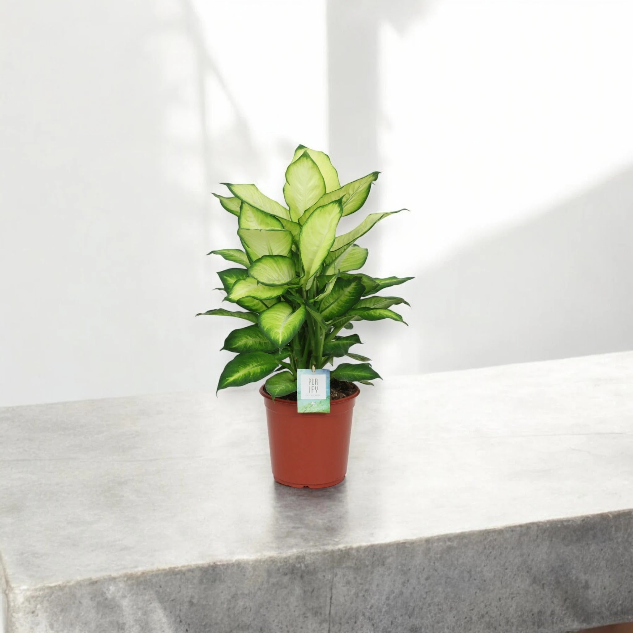 Dieffenbachia 'Summer style'