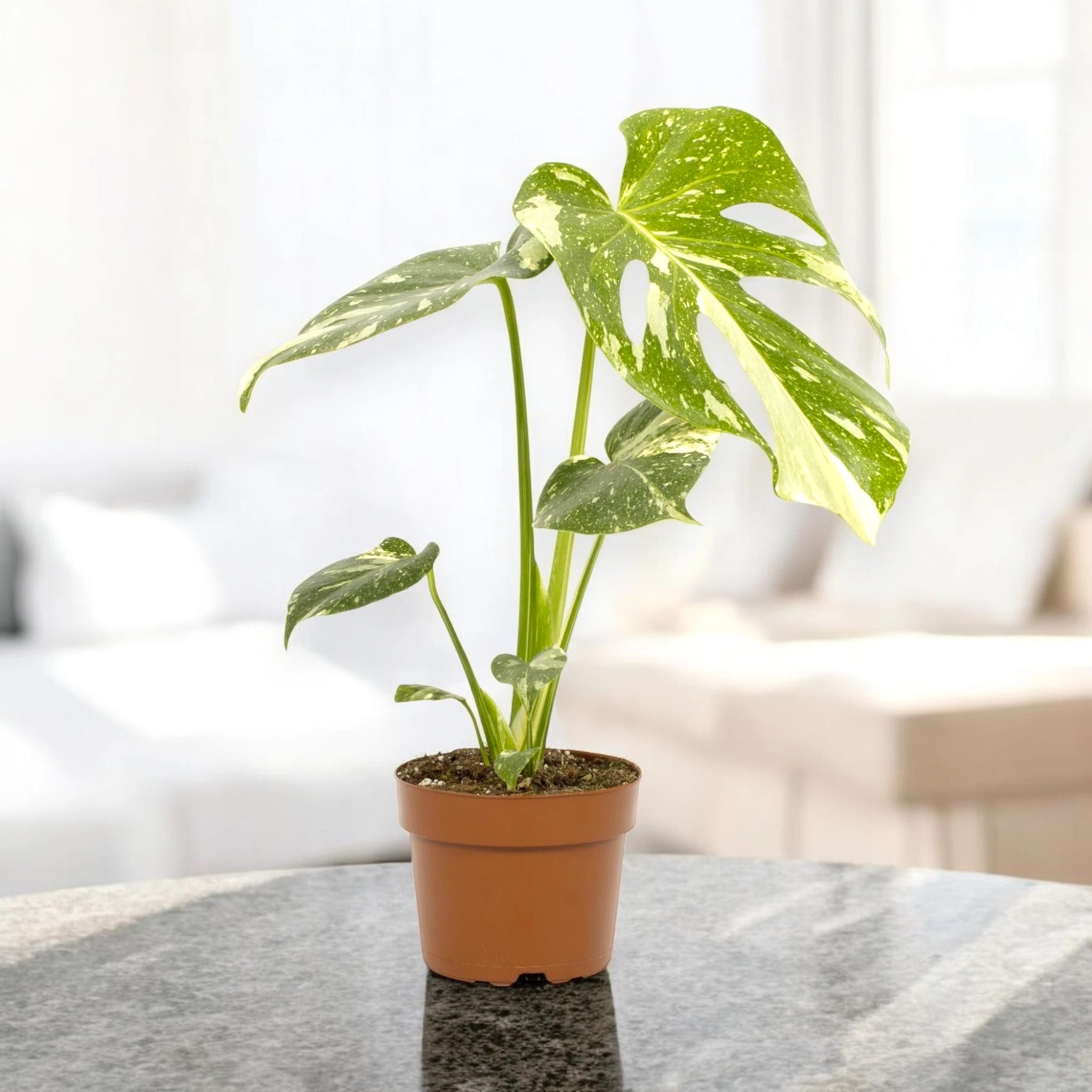 Monstera deliciosa