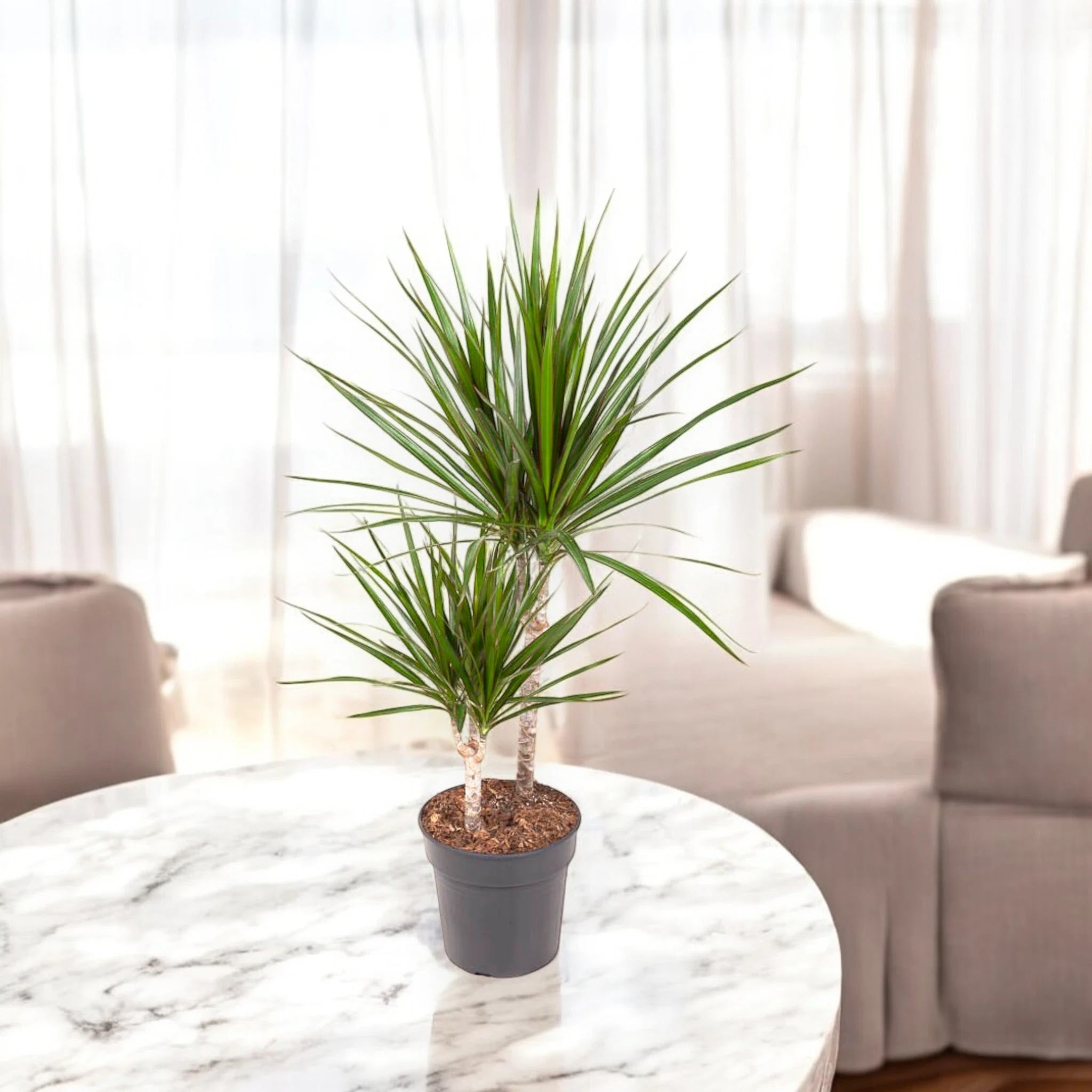 Dracaena fragrans marginata