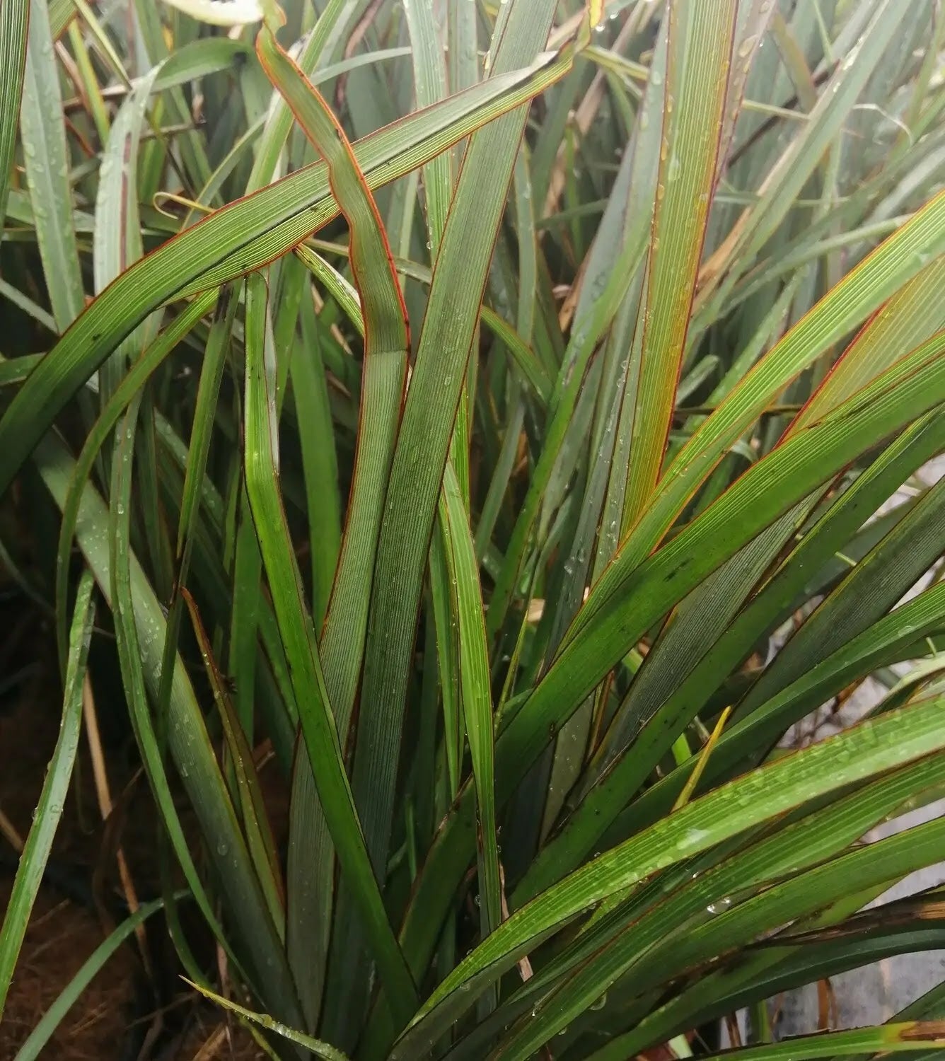 Phormium tenax