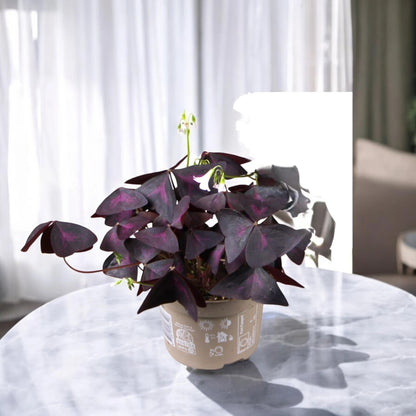 Oxalis triangularis