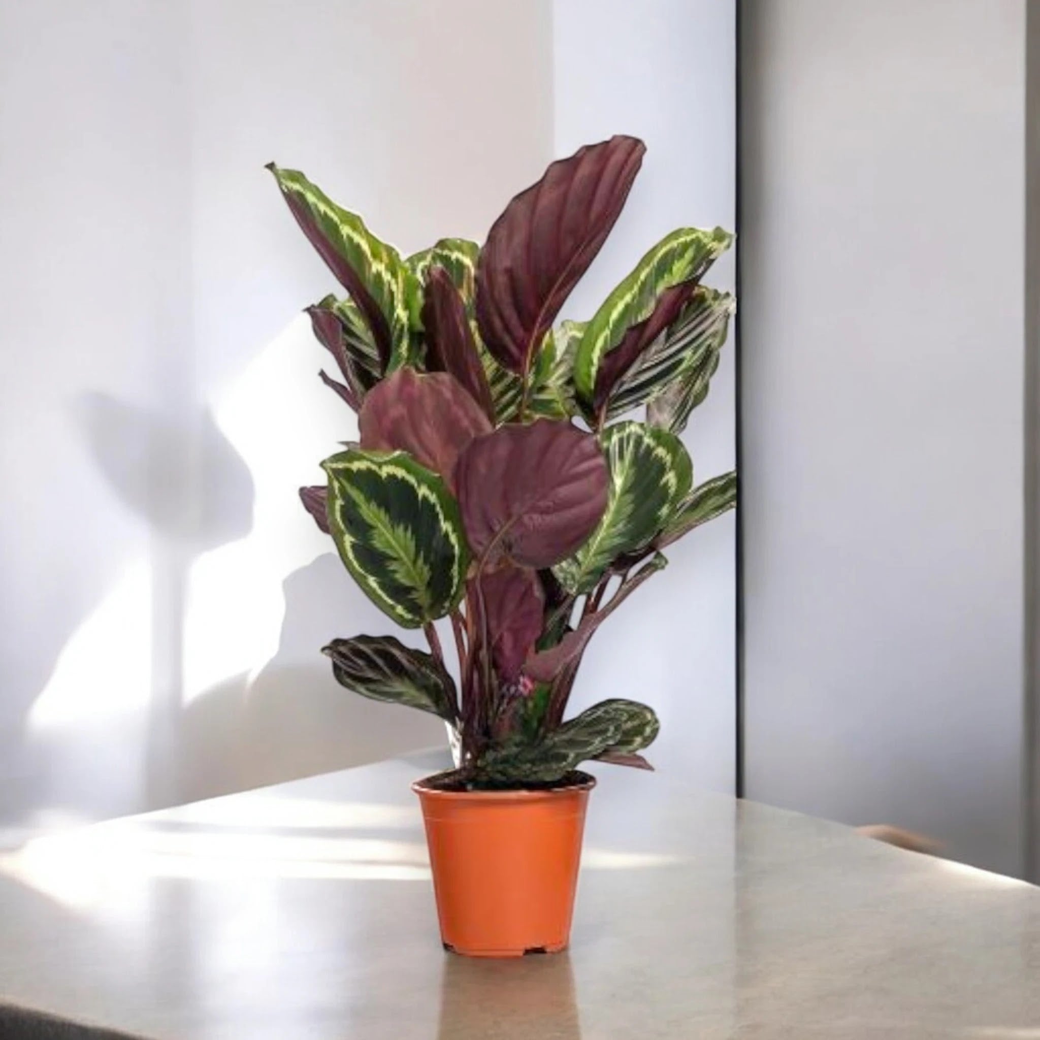 Calathea 'Medallion'
