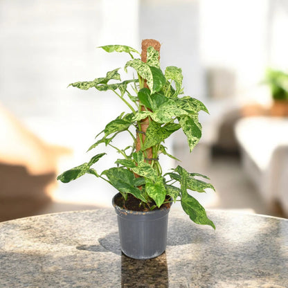 Syngonium 'Mottled'