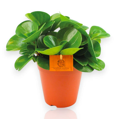 Peperomia obtusifolia Green gold con foglie carnose variegate verde e crema in vaso moderno