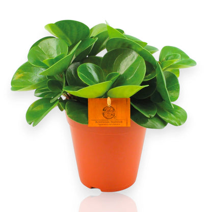 Peperomia obtusifolia Green gold con foglie carnose variegate verde e crema in vaso moderno