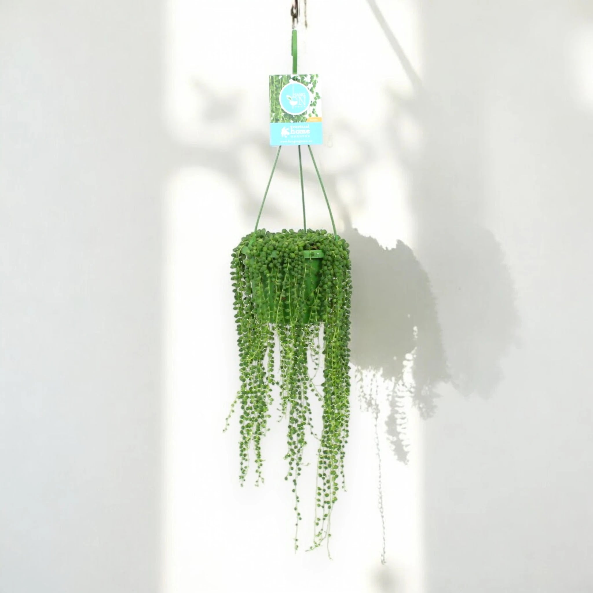 Senecio rowleyanus