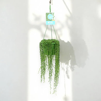 Senecio rowleyanus
