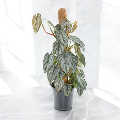 Philodendron brandtianum