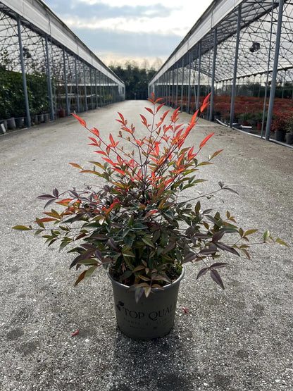 Nandina domestica