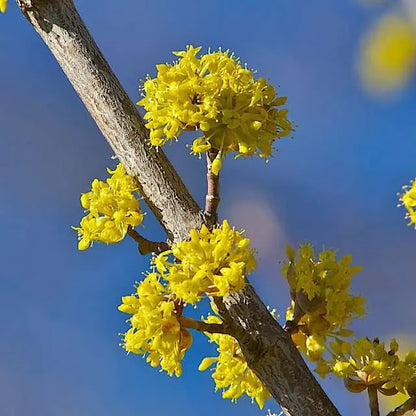 Corniolo - Cornus 'Mas'