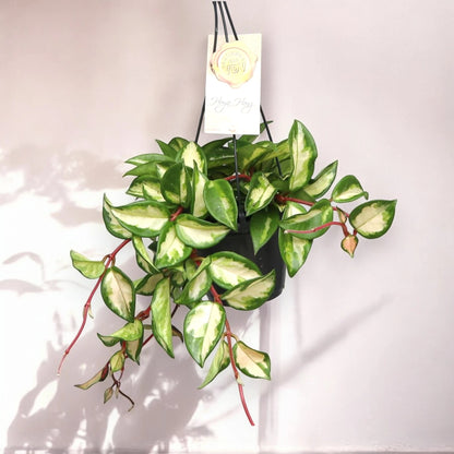 Dettaglio foglie succulente Hoya carnosa Tricolor con variegature rosa e crema sui bordi