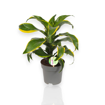 Dracaena fragrans 'Dorado'