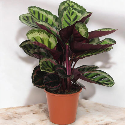 Calathea roseopicta 'Angela'