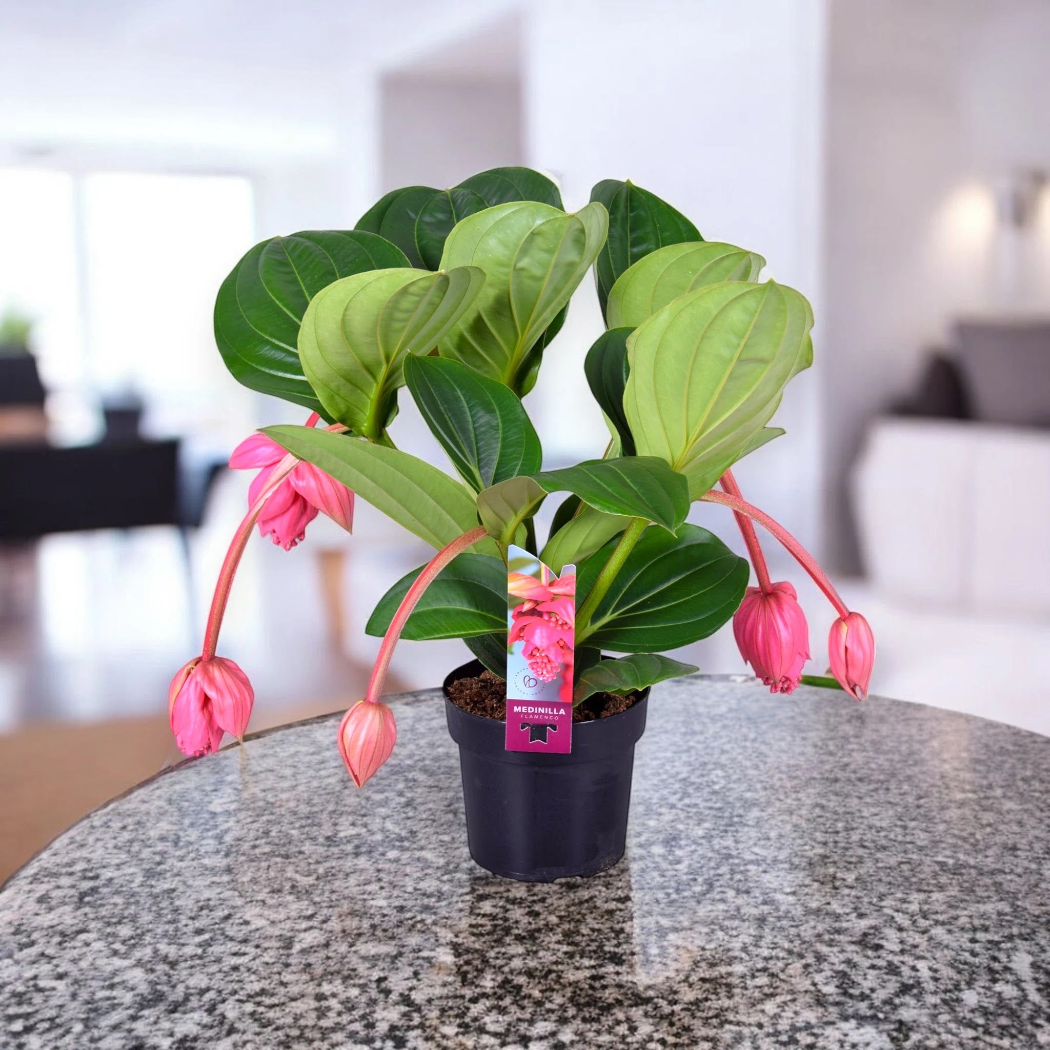 Dettaglio grappolo di fiori rosa della Medinilla magnifica con foglie verde scuro lucide