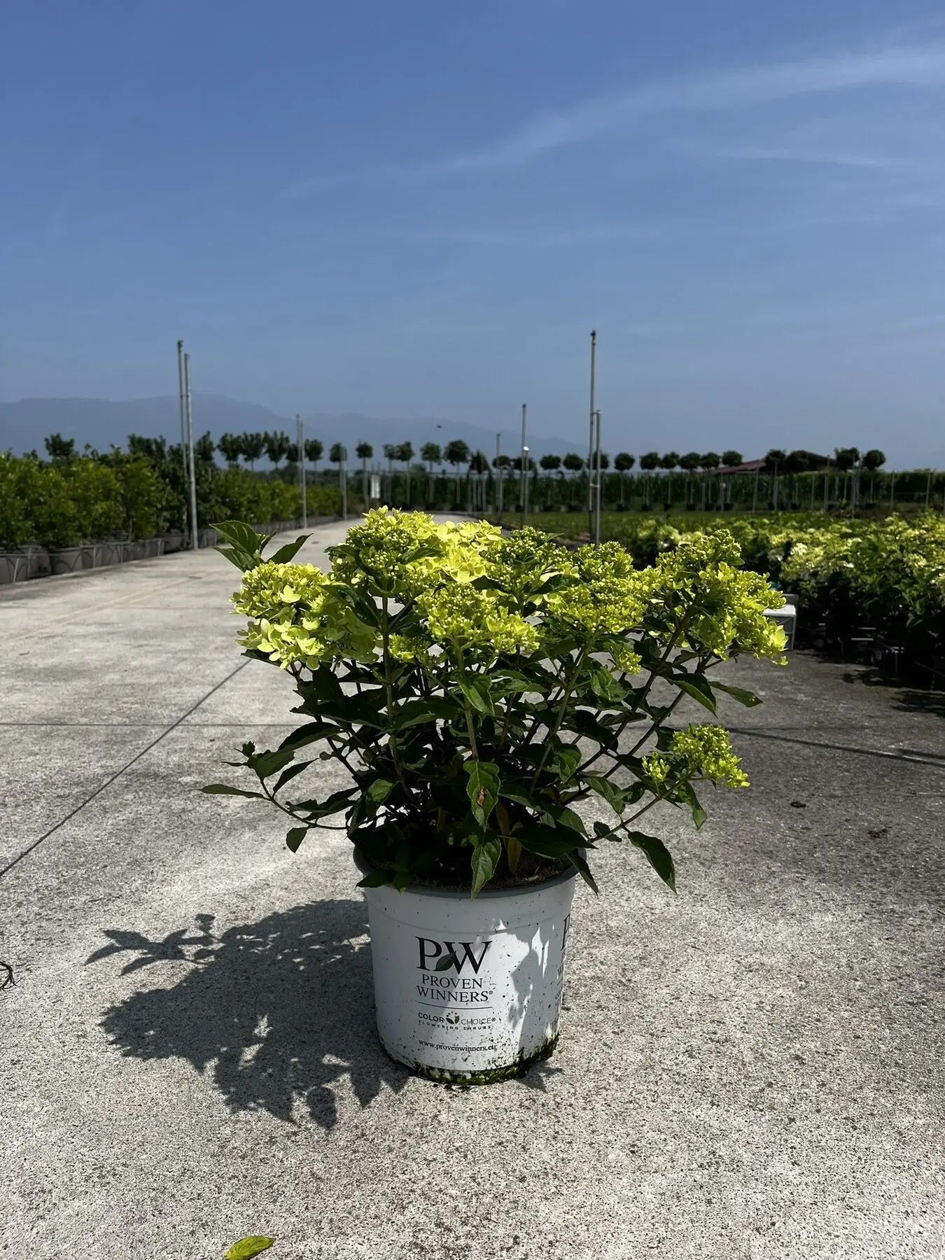 Dettaglio pannocchia piramidale verde lime di Hydrangea paniculata Little Lime con foglie seghettate