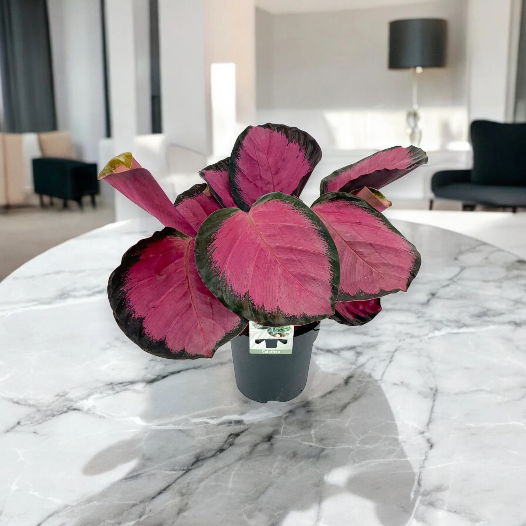 Calathea roseopicta 'Crimson'