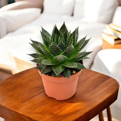 Dettaglio foglie carnose Aloe aristata Safari Ami con caratteristici tubercoli e margini dentellati bianchi