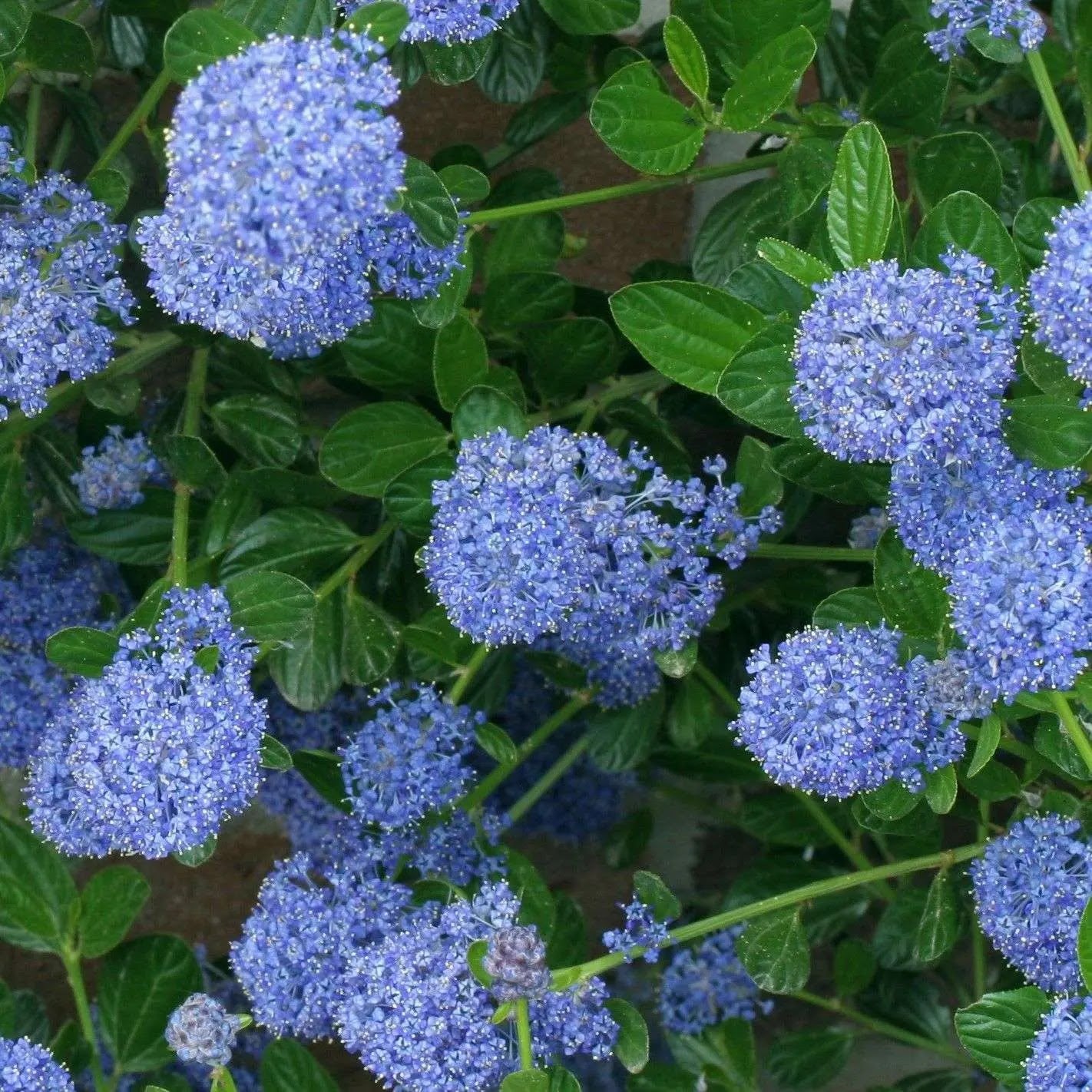 Ceanothus Skylark arbusto sempreverde con fiori blu scuro in giardino