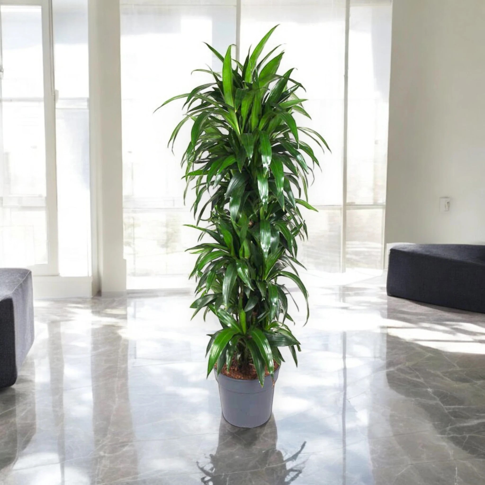 Dracaena fragrans 'Janet craig'