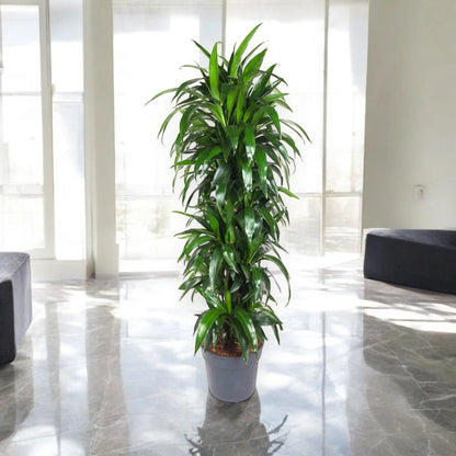 Dracaena fragrans 'Janet craig'