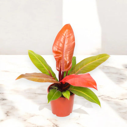Philodendron 'Prince of orange'