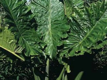 Alocasia 'Portodora'