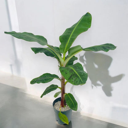 Musa 'Dwarf Cavendish'