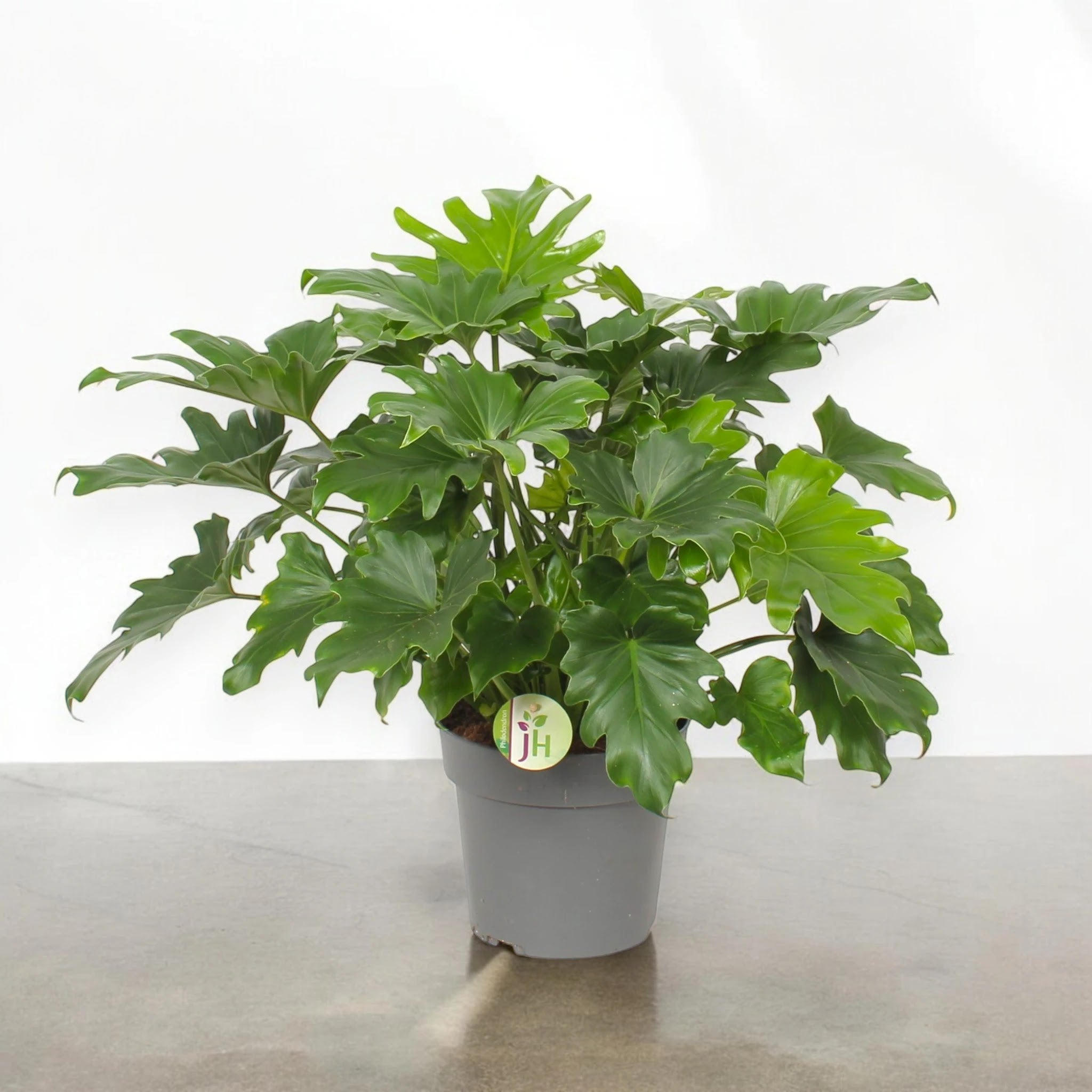 Dettaglio foglia cordiforme di Philodendron Little Hope con superficie lucida verde intenso