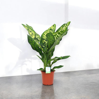 Dieffenbachia seguine 'Crown'