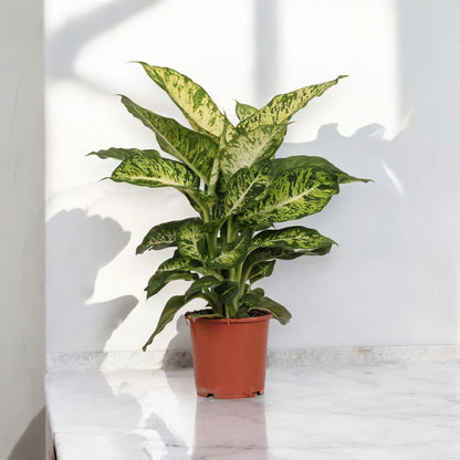 Dieffenbachia 'Mars'