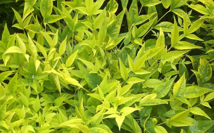Nandina domestica