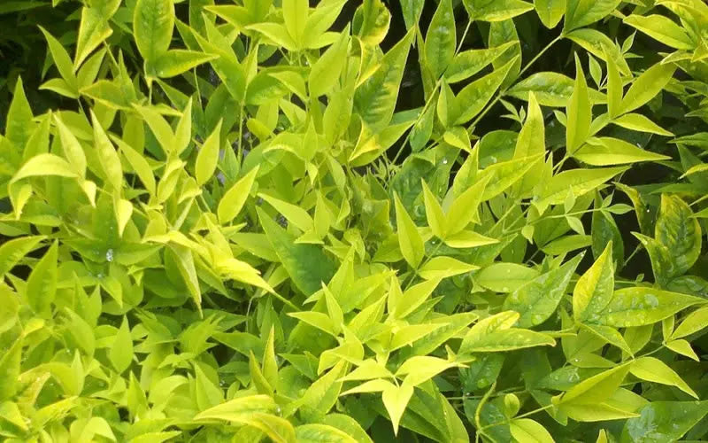 Nandina domestica
