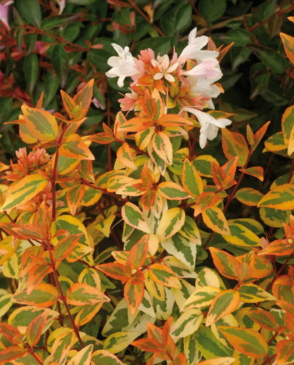 Abelia grandiflora