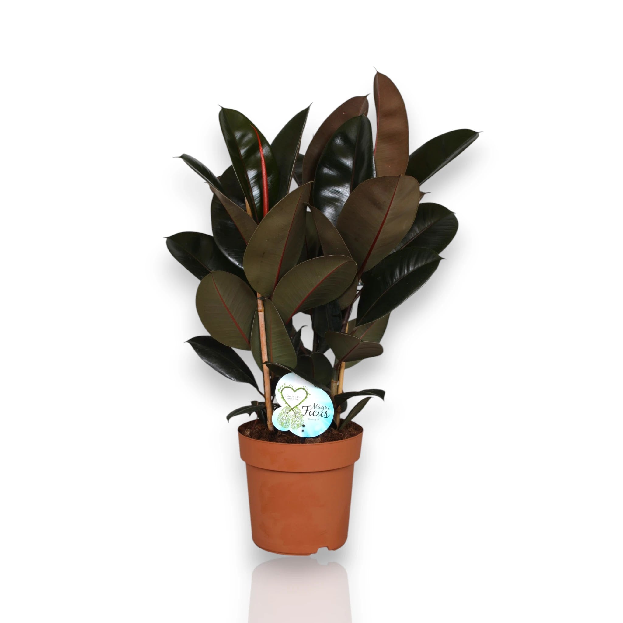Ficus elastica 'Abidjan'