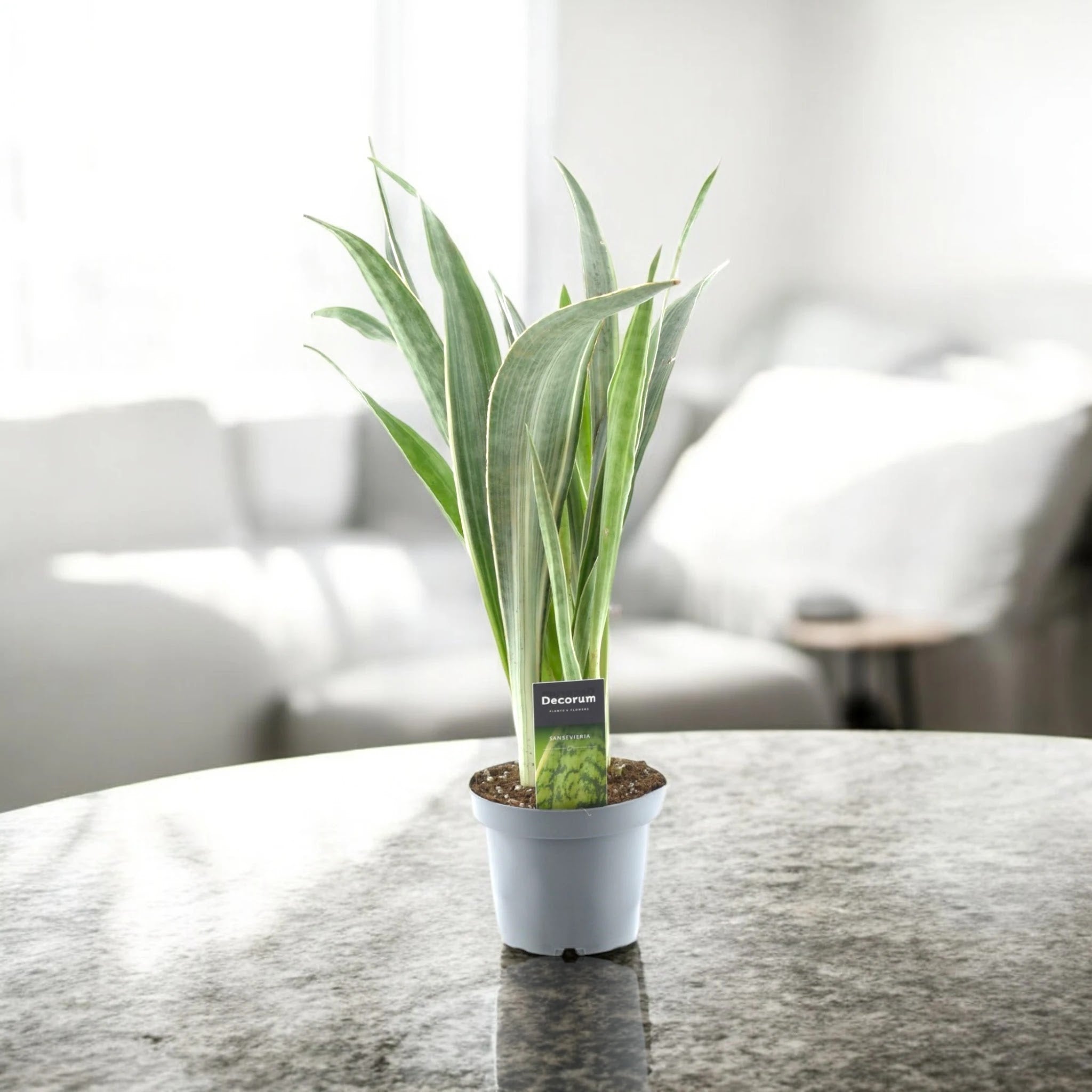 Sansevieria trifasciata 'Metallica'