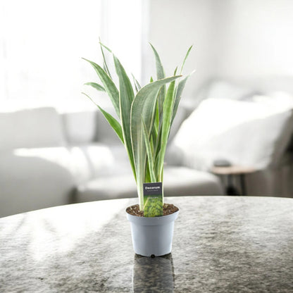 Sansevieria trifasciata 'Metallica'